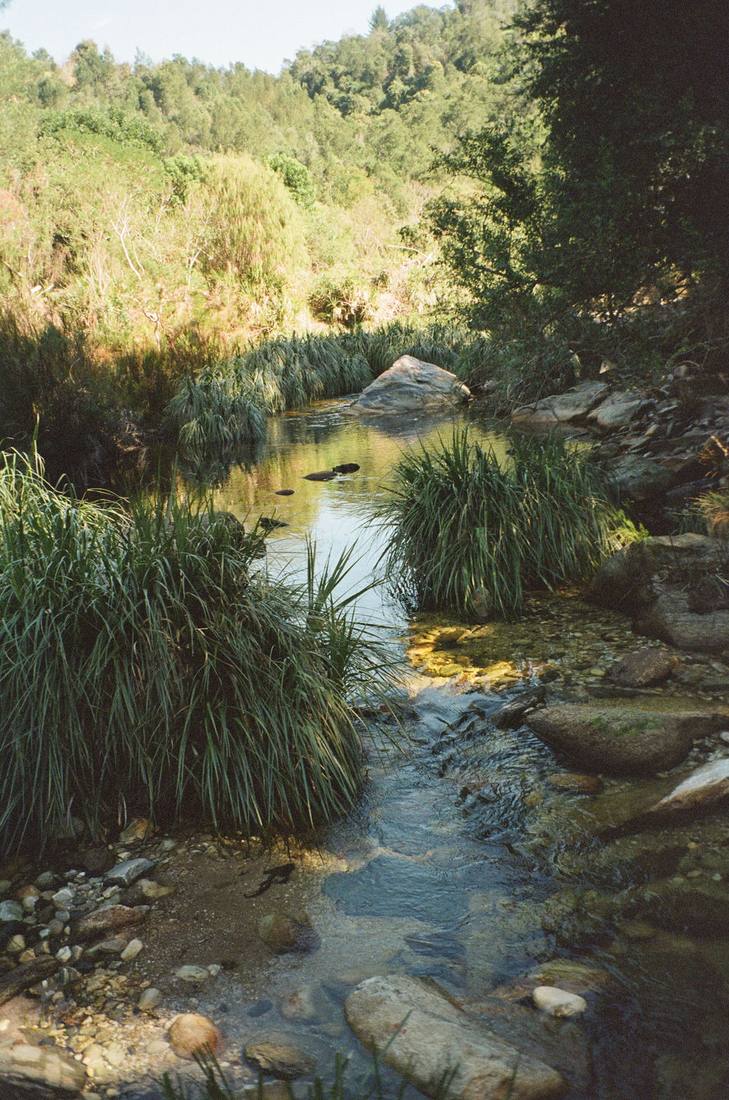 The river in the forest below the lodge